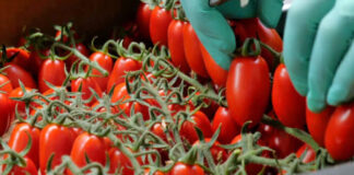Pomodorino di Gela, richiamato un lotto. Controlli rafforzati sulla filiera