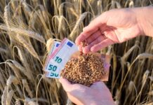 Puglia, in arrivo 30 milioni per l’agricoltura puglia finanziamenti