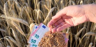 Puglia, in arrivo 30 milioni per l’agricoltura puglia finanziamenti