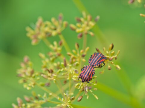 Gestione delle specie aliene, un convegno per fare il punto