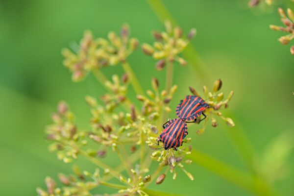Gestione delle specie aliene, un convegno per fare il punto Gestione delle specie aliene, un convegno per fare il punto