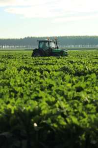 zucchero sostenibilità