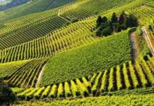 La Barbera d’Asti in lotta contro la flavescenza dorata