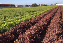 VIVAI SOMMADOSSI: qualità e sanità