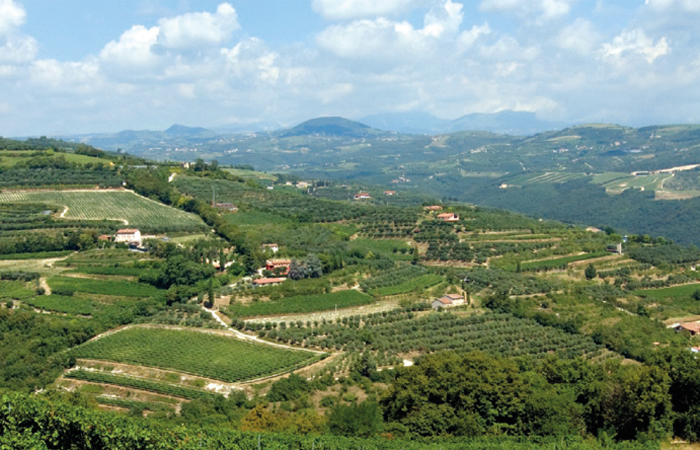 Vino sostenibile, una sfida da professionisti