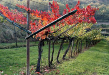 216mila metri quadri di vigneti in concorso per “La Vigna Eccellente”