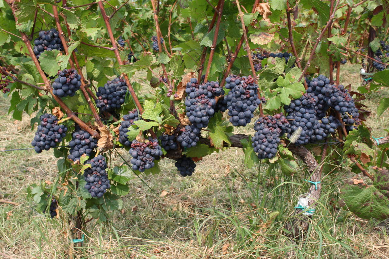 vigneto_assicurazioni