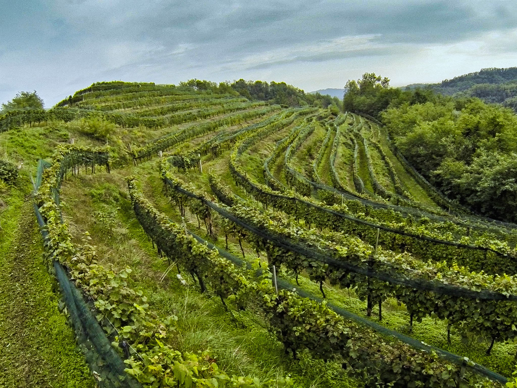 Ribolla