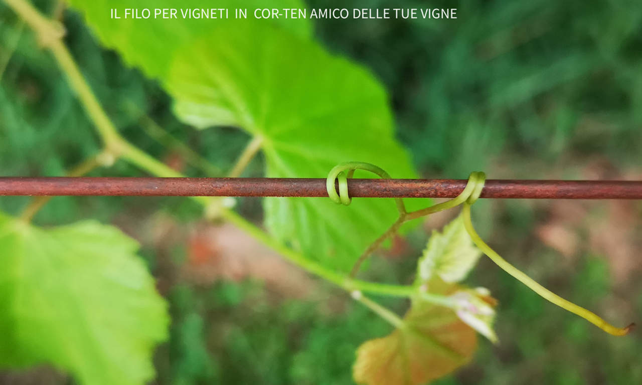 filo da vigna pan