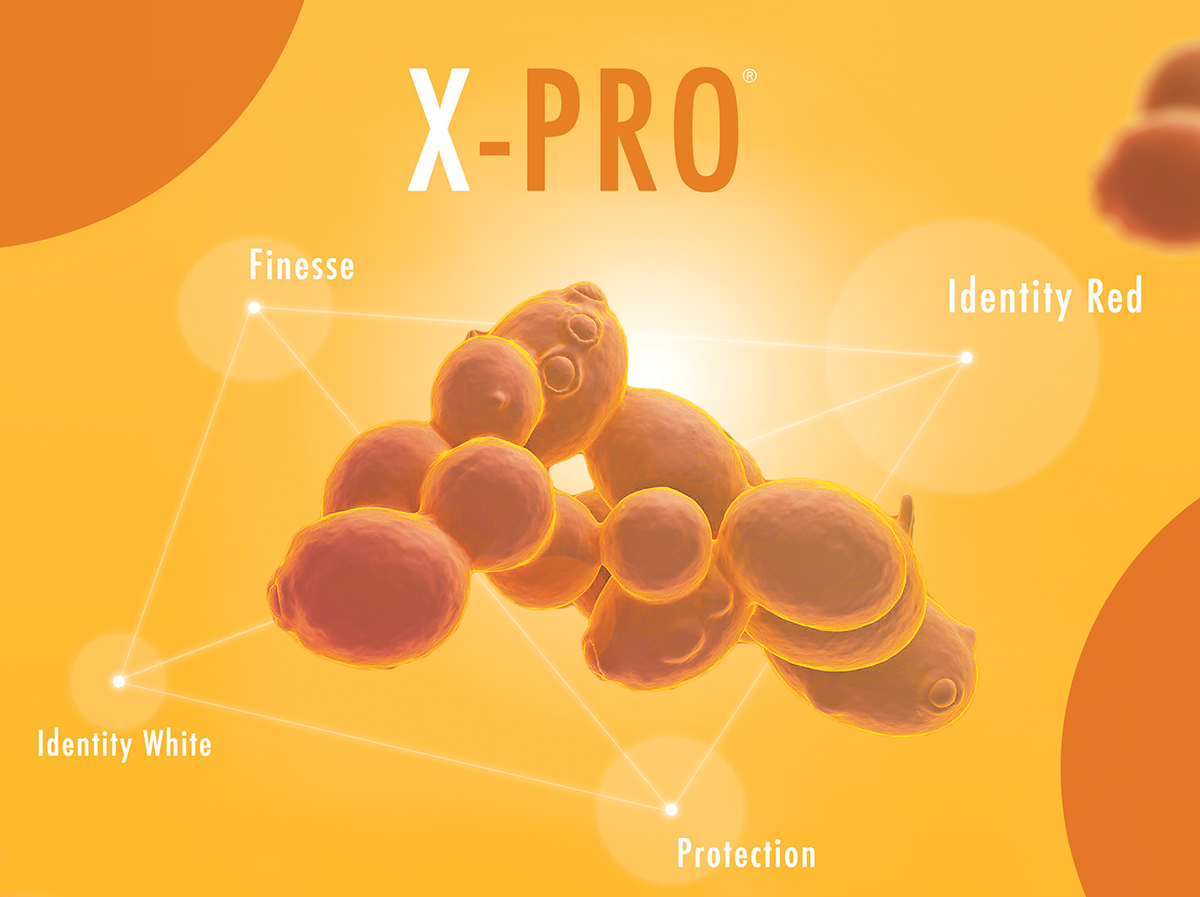 processo x-pro