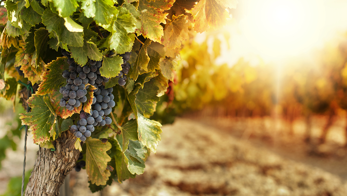 vendemmia 2019