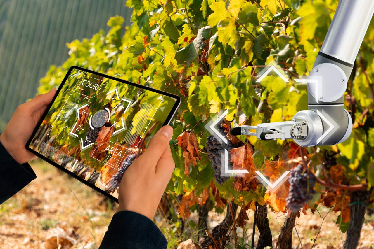 Vendemmia digitale
