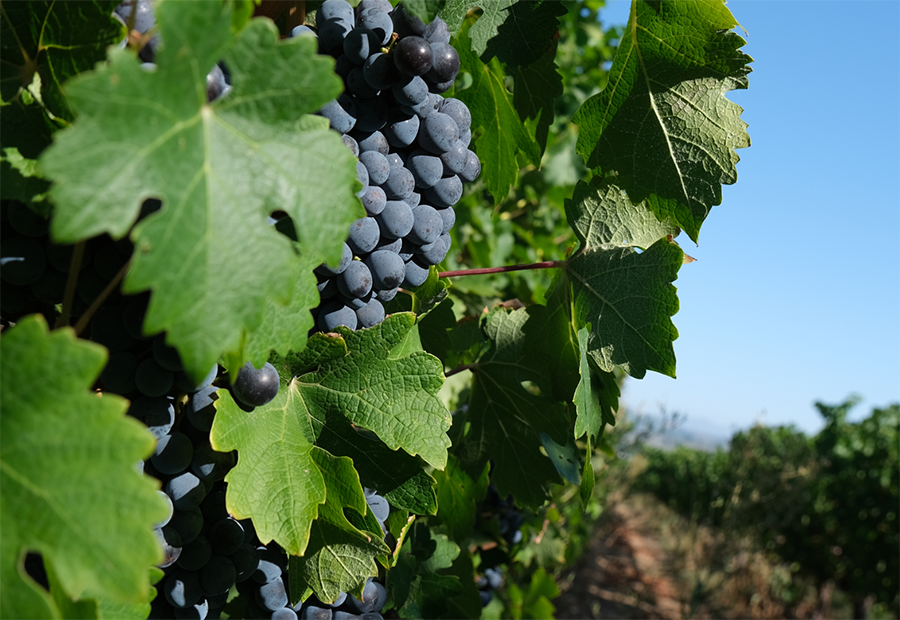difesa vigneto