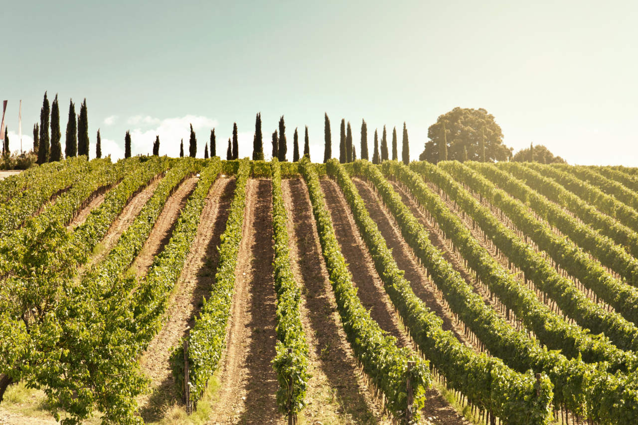 Rosso di Montalcino