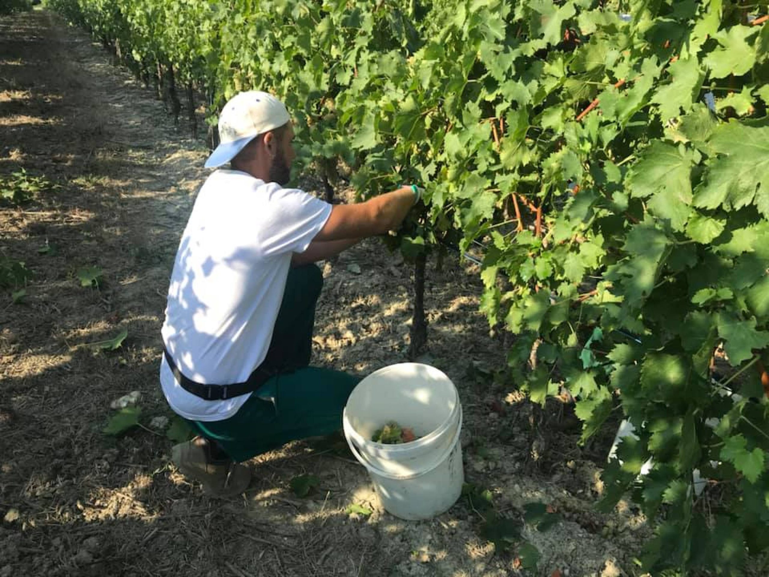 vendemmia