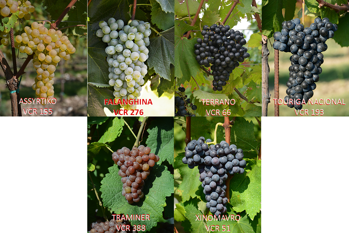 selezione clonale vite