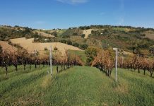 Inerbimento del vigneto, strategie a confronto