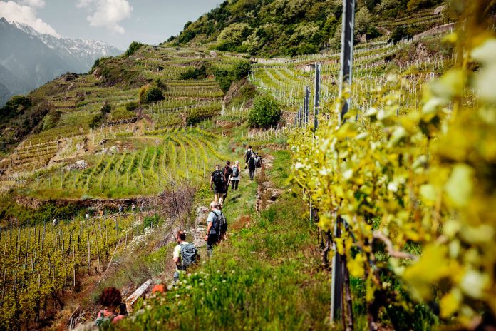 ViVa-Valtellina-6