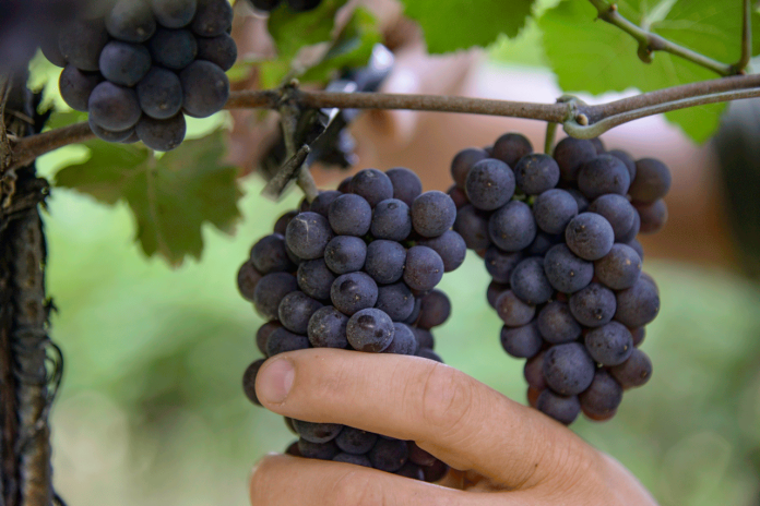 Pinot-grigio