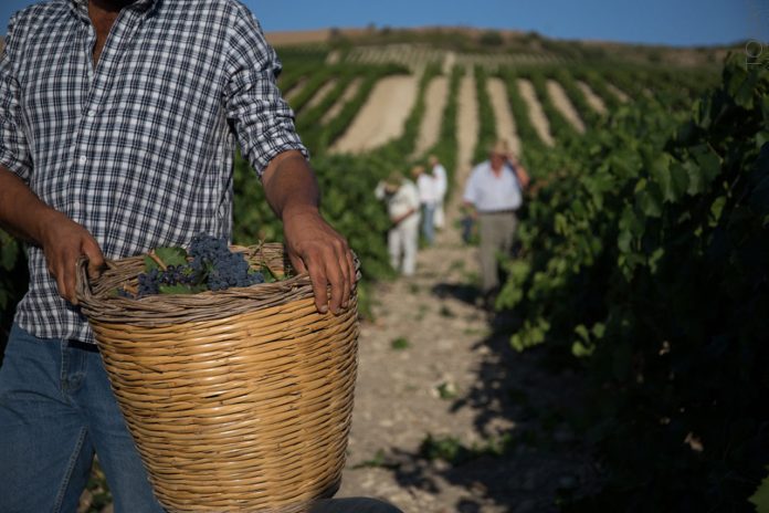 Vendemmia-tra-i-filari