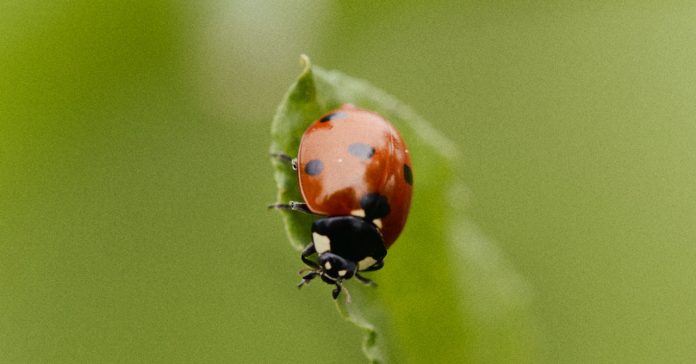 Futuro-Bio-11