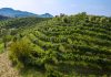 Il Consorzio Vini Asolo Montello celebra 40 anni di storia