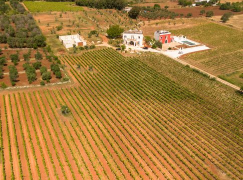 Francavilla: Amalberga riscopre e valorizza il vitigno di Ostuni Francavilla