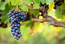 Variabilità clonale, nuove evidenze