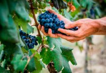 Quali valori guidano la scelta varietale da parte dei viticoltori?