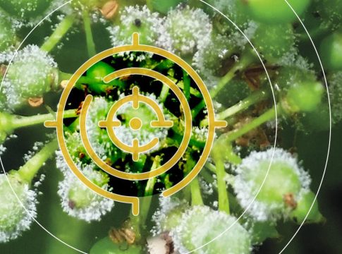 Syngenta antiperonosporici