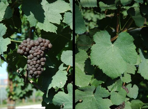 Basso grado per natura, non per sottrazione