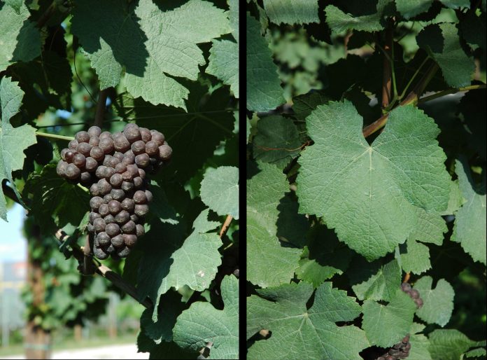 PINOT-GRIGIO-VCR-204