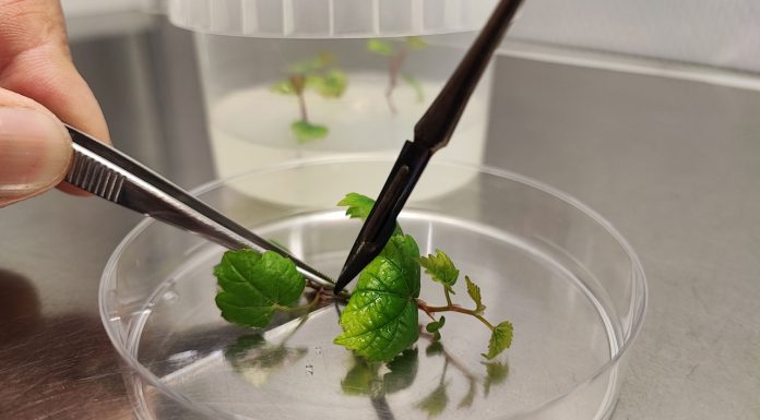 Le vie del miglioramento genetico della vite