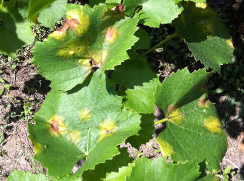 Agrofarmaci per la vite, le novità presentate al Forum di Medicina Vegetale
