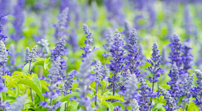 Contro la peronospora, la salvia in consociazione con la vite ?