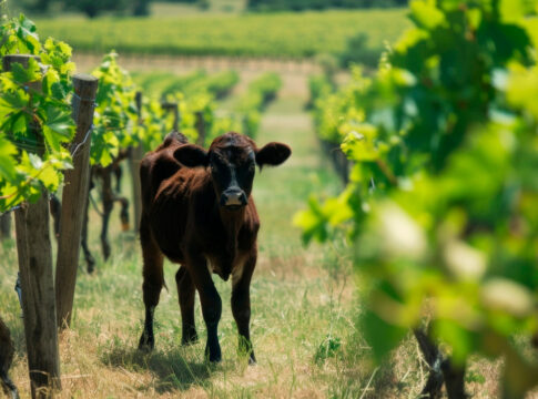 Integrato, biologico e biodinamico a confronto per 18 anni