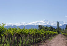Irrigazione mirata per preservare qualità e colore in Malbec e Bonarda