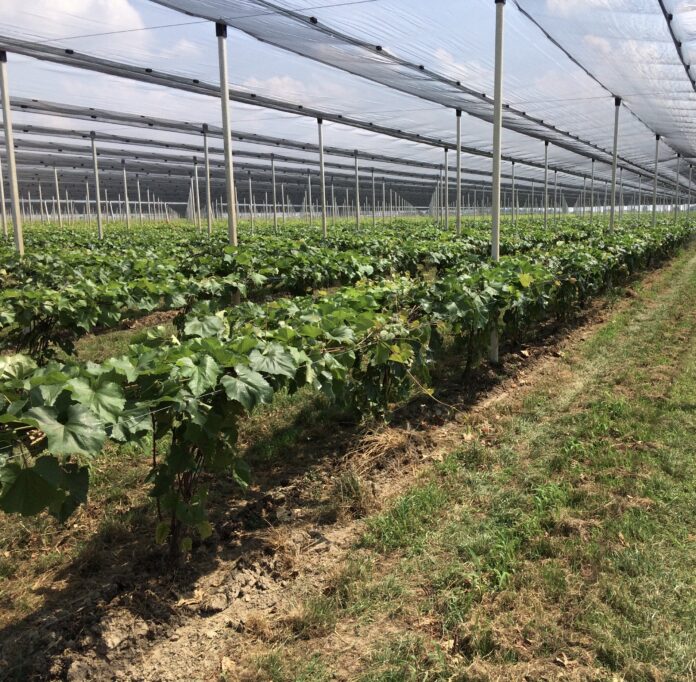 Vivai Sommadossi innesti Vivai Sommadossi