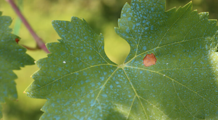 Rame e qualità aromatica di uva e vino: nuove evidenze sperimentali