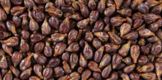 Vinaccioli tostati in luogo del legno di rovere