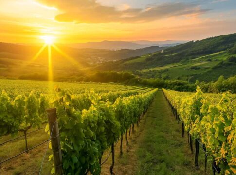 L’OIV pubblica i dati relativi alla congiuntura del settore vitivinicolo mondiale nel 2025