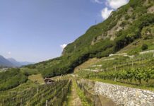 Il progetto VITIRES studia presente e futuro dei PIWI in Lombardia