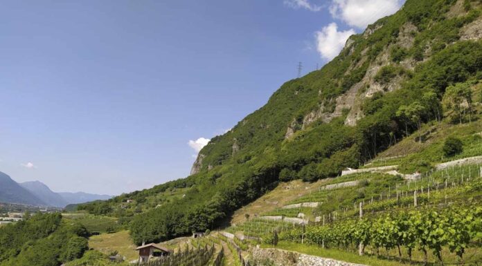 Il progetto VITIRES studia presente e futuro dei PIWI in Lombardia