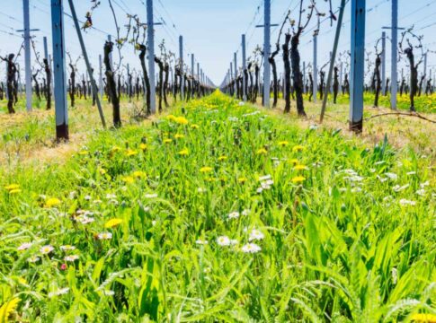 Cover crop di lungo periodo, più acqua disponibile e suoli più funzionali