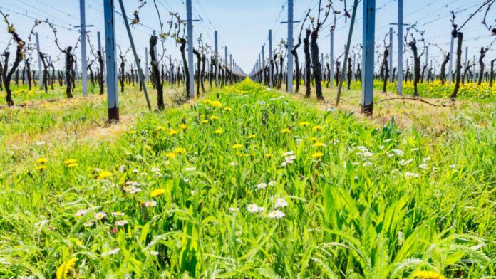 Rows of grapevines in a vineyard with wildflowers and grass on a sunny day in spring in the countryside
