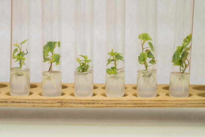 micropropagation of grape plants