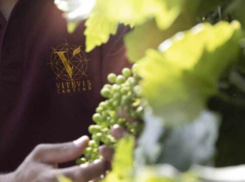 In Vitevis la gestione del vigneto è sempre più sostenibile