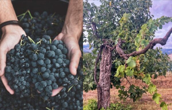 Lazio, via libera alla nuova legge sulle Strade del vino e dell’olio