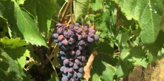 Gestione dello stress termico e ottimizzazione della concimazione su vite da vino