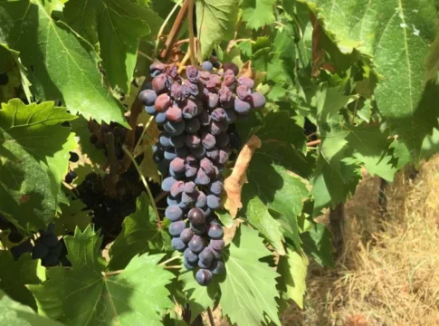 Gestione dello stress termico e ottimizzazione della concimazione su vite da vino